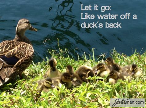 Water falls off a duck's back easily once the duck is out of water. Let it Go Like Water off a Duck's Back | Letting go, Let it be, Water
