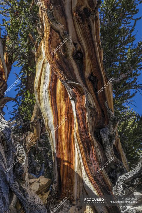 Old Pine Tree Trunk Ancient Bristlecone Pine Forest Inyo National