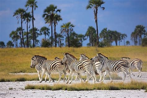 The Wild And Magnificent National Parks Of Botswana