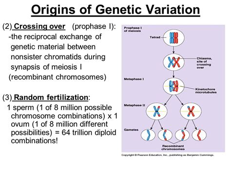 How Does Meiosis Generate Genetic Diversity Example