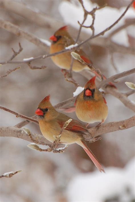 Cardinals In Winter Fine Art Photo