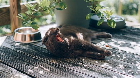 Gastric irritations that cause frequent cat vomiting and include bile, mucus or blood may indicate a serious intestinal issue like an obstruction or an underlying chronic condition. 4 Tips To Help Stop Cats Vomiting After Eating 2020 | Tips ...