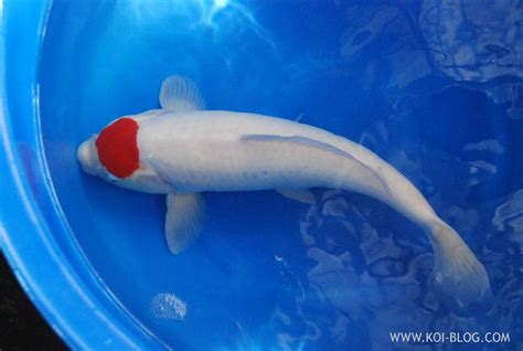 Cá Koi Nhật Bản Kỹ Thuật Nuôi Trồ