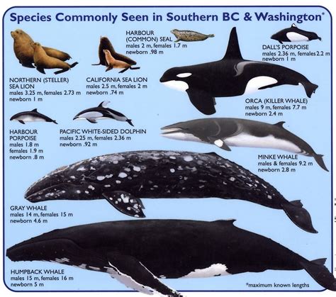 Animal Sea Mammal Vintage Printable Types Of Whales