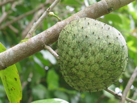 From its scientific name annona muriaca, this small tree with large, green, shiny evergreen leaves (i.e. Forum: Graviola Tree Or Soursop