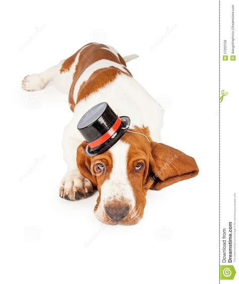 Cute And Adorable Basset Hound Dog Wearing Top Hat Stock Photo Image