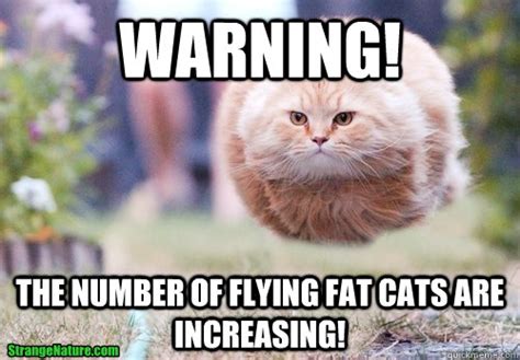 Funny Fat Cat Memes Ryanseabagraphicdesign