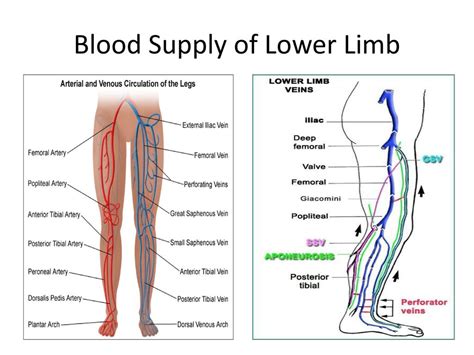 Blood Vessels Of Lower Limb Superior And Inferior Gluteal Artery Femoral And Popliteal Artery
