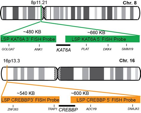 Kat6a Crebbp Dual Fusiontranslocation Fish Probe Kit Cytotest