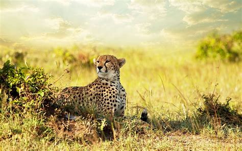 Cheetah Savanna Africa African Savanna HD Wallpaper Pxfuel
