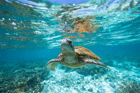 Sea Turtle Images New Hd Wallpapers Pictures Downloads