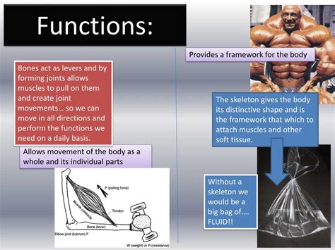 Ppt Function Of The Skeletal System Powerpoint
