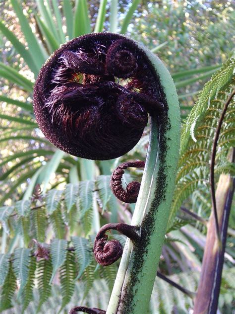 New Zealand Black Fern Tree Frond Free Photo Download Freeimages