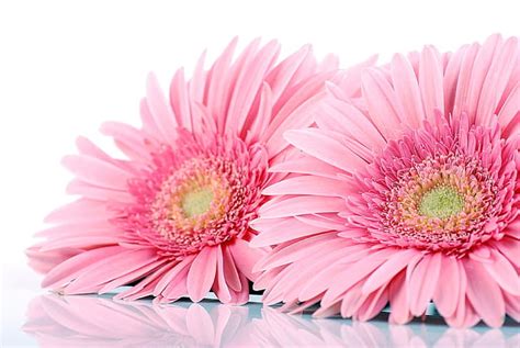 Gerberas Flowers Nature Pink Gently Hd Wallpaper Pxfuel
