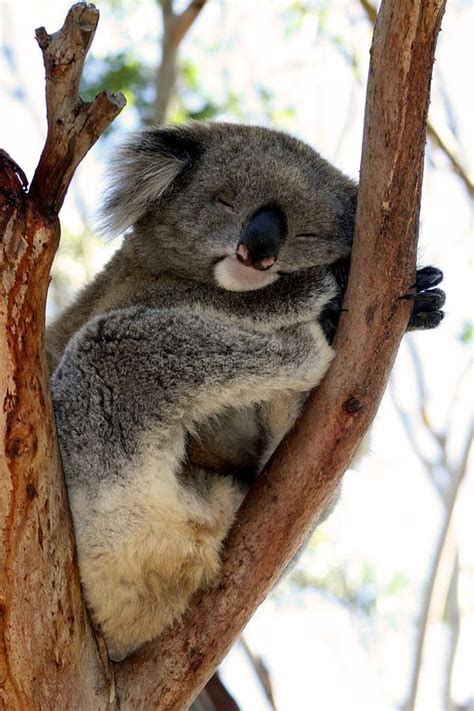 Sleeping Koala Hugging A Tree In Phillip Island Wi Stock Photo Image
