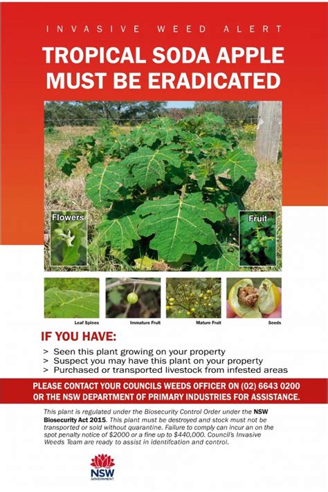 have you seen tropical soda apple new england weeds authority