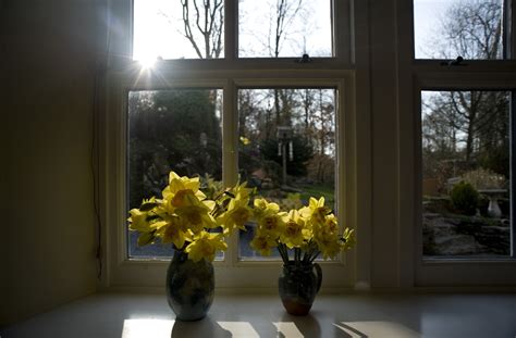 Spring Daffodils In A Windowsill 7098 Stockarch Free Stock Photo Archive