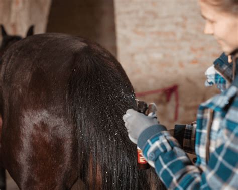 Your Complete Guide To Horse Lice