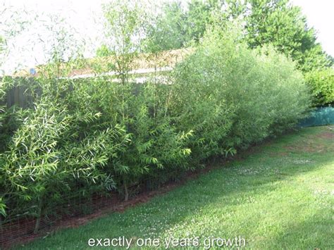 100 Austree Hybrid Willow Trees Instant Privacy Hedge Fence Grows 12 Feet First Season Austrees