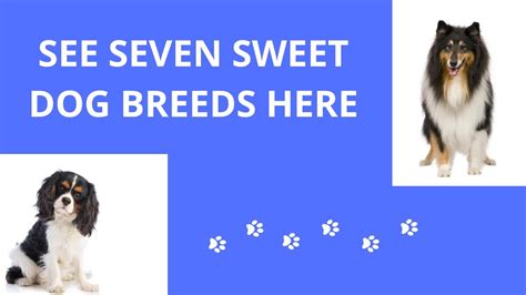 See Seven Sweet Dog Breeds Here Youtube