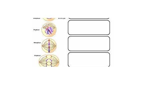 stages of mitosis worksheets