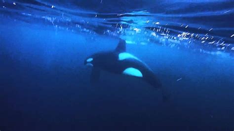Killer Whales Swimming