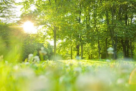Sunshine Forest With Blooming Flowers Stock Photo Image Of Grassland