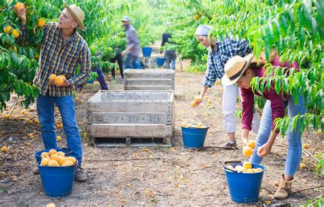 Workers Picking Yellow Peaches Stock Image Image Of Farm 1820 227449569