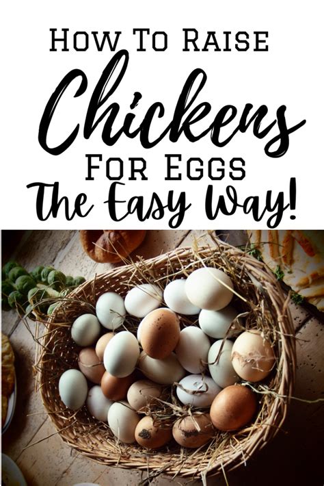 How To Raise Chickens For Eggs The Easy Way