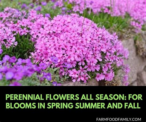 35 Perennial Flowers All Season Guide For Blooms In Spring Summer And Fall