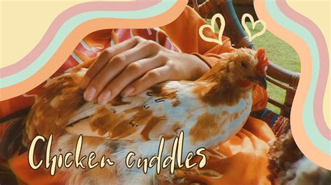 Chicken Cuddles Youtube