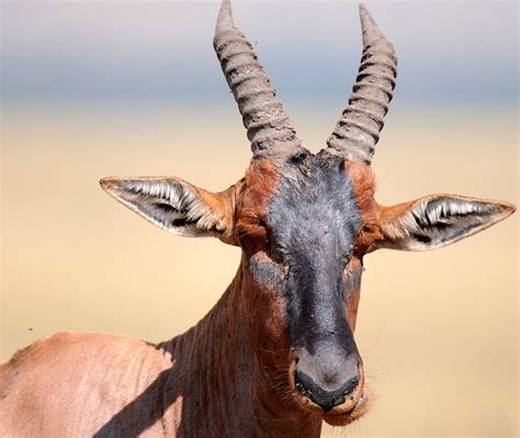 Animals With Horns Names Information Kurtik