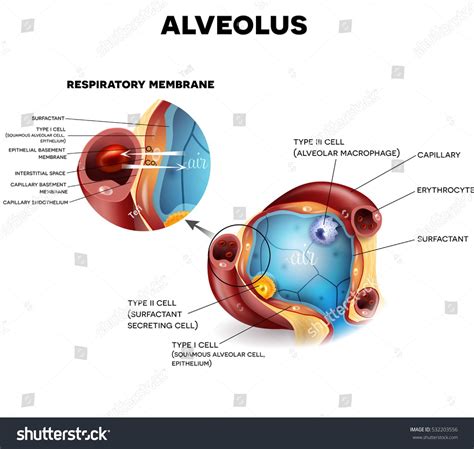 Alveolus Anatomy And Respiratory Membrane Of Alveolus Oxygen And