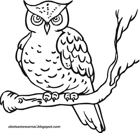 Gambar Burung Untuk Kolase Katakita
