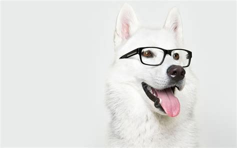 Dog With Glasses Wallpapers And Images Wallpapers