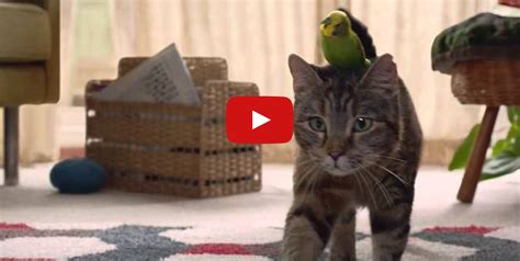 Cat And Budgie Sing A Love Duet Cats Best Cat S Cats And Kittens