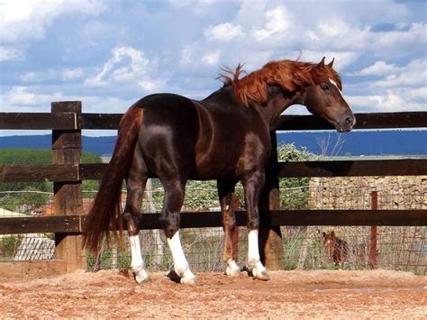 Beautiful Black Liver Chestnut Chestnut Horse Horses Pretty Horses
