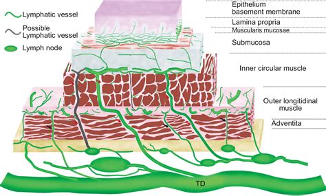 Anatomy Of Lymphatic Drainage Of The Esophagus And Lymph Node Metastas