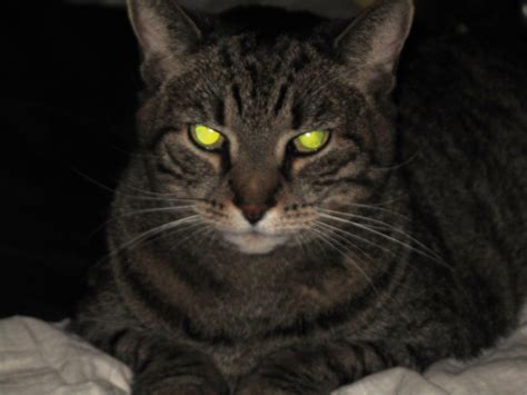 Why Cats Eyes Glow In The Dark