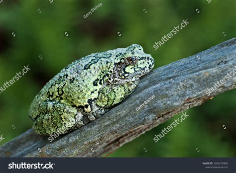 Gray Tree Frog Hyla Versicolor Resting Stock Photo 1269210460