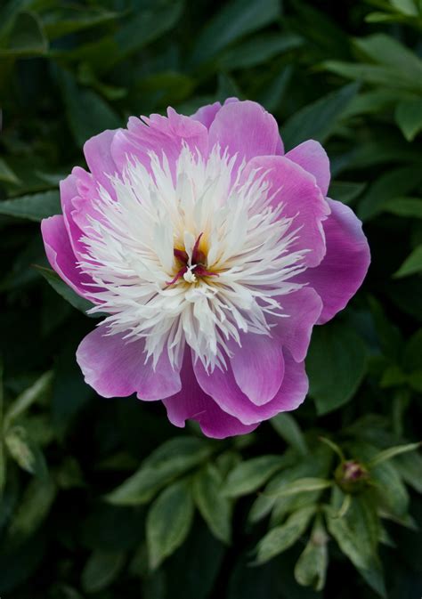 Filepaeonia Lactiflora Bowl Of Beauty 2459 Wikipedia The Free
