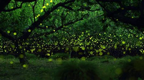 Fireflies Wallpapers Wallpaper Cave