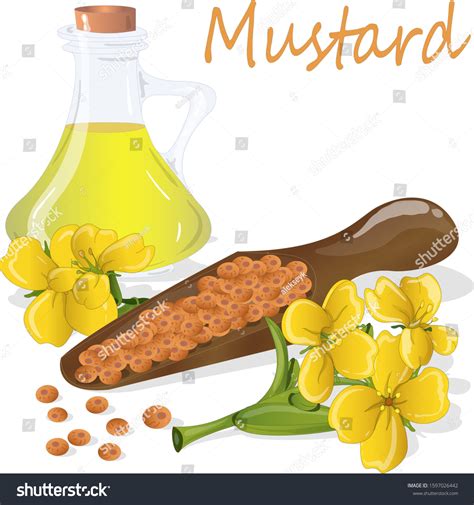 Collection Mustard Vector Illustrations Mustard Seeds Stock Vector