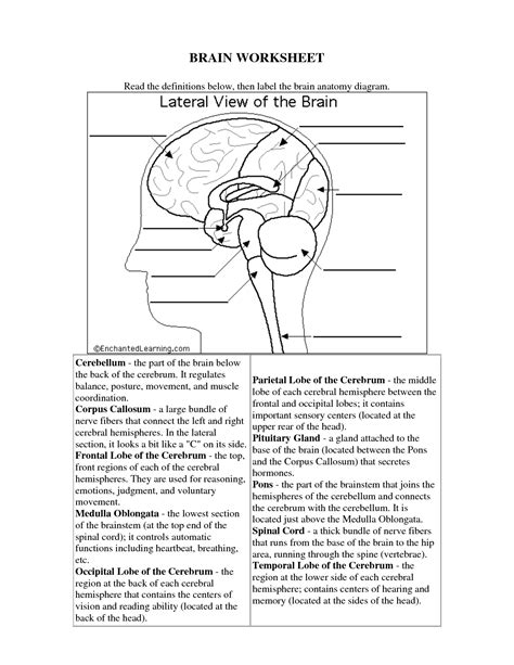 14 Brain Parts Worksheet