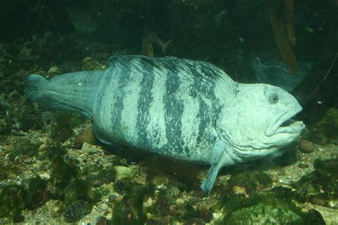 Wolf Fish British Wildlife Wiki Fandom Powered By Wikia