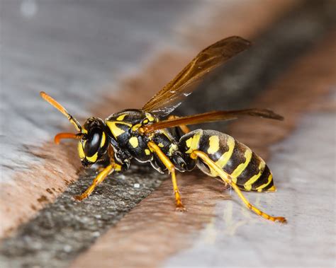 Yellow Jacket Wasp 2 Flickr Photo Sharing