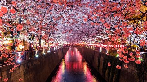 Sakura Wallpaper Download Hd Desktop Wallpapers 4k Hd Images And