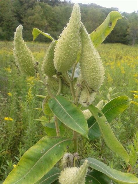 Milkweed Edible Wild Plants Milkweed Wild Plants