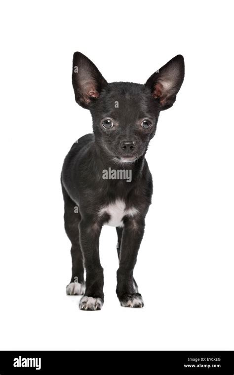 White Chihuahua Cut Out Stock Images And Pictures Alamy