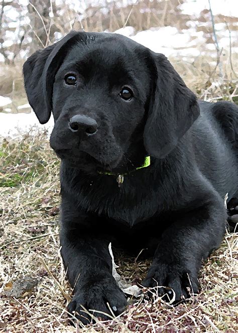 Awaiting Spring Black Lab Puppy Photograph By Black Dog Art Judy Burrows